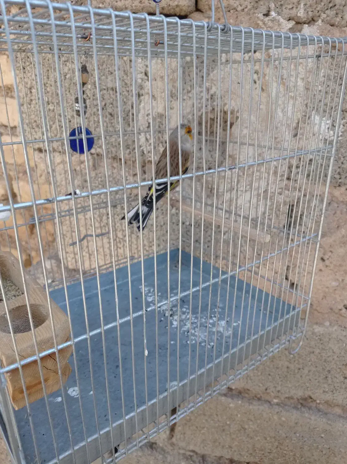 سهره  سرسیاه دورگ سهره کرمونی سهره قناری|پرنده|کوار, |دیوار