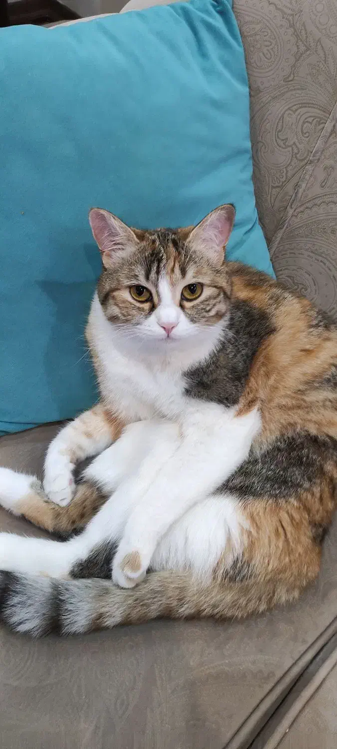 دو گربه  dsh|گربه|رشت, دیلمان|دیوار