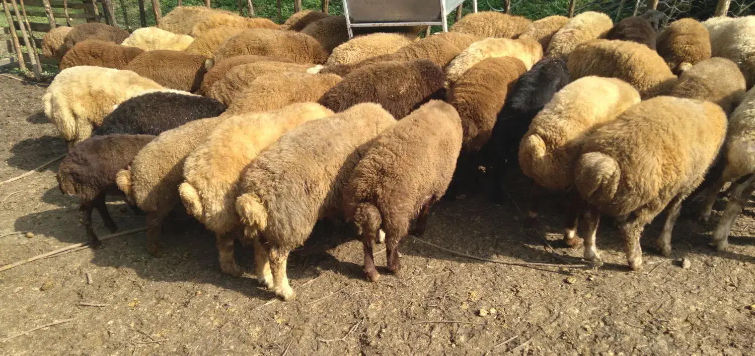 گوسفند زنده|حیوانات مزرعه|ماکلوان, |دیوار