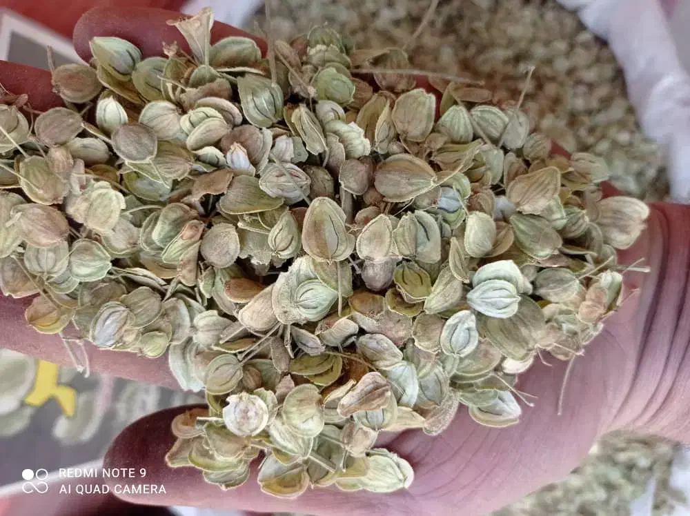 گلپر سبز درجه یک کوهرنگ فقط برگ خالص|عمدهفروشی|کوهرنگ, |دیوار