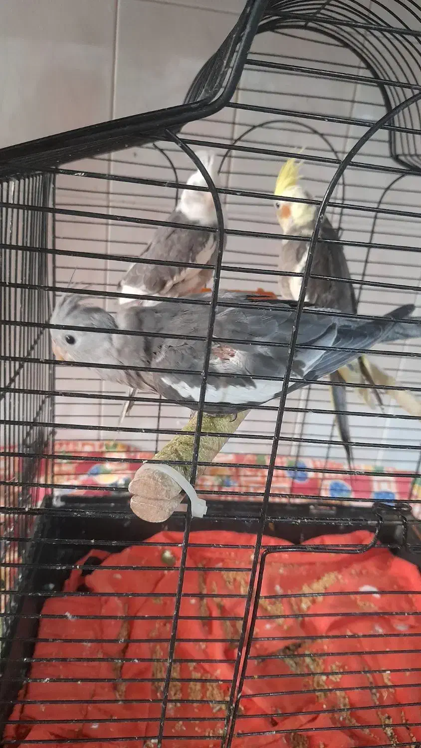 عروس هلندی|پرنده|کردکوی, |دیوار