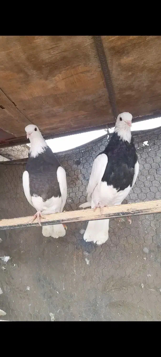 جوانه طوقی|پرنده|رباط‌کریم, مسکن مهر آبشناسان|دیوار