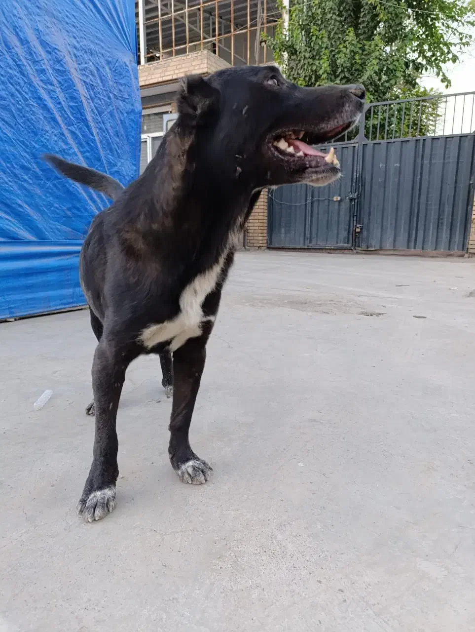 سگ افغان معاوضه با کبوتر یا عروس یا قناری و...|سگ|پاکدشت, پاکدشت (مامازند)|دیوار