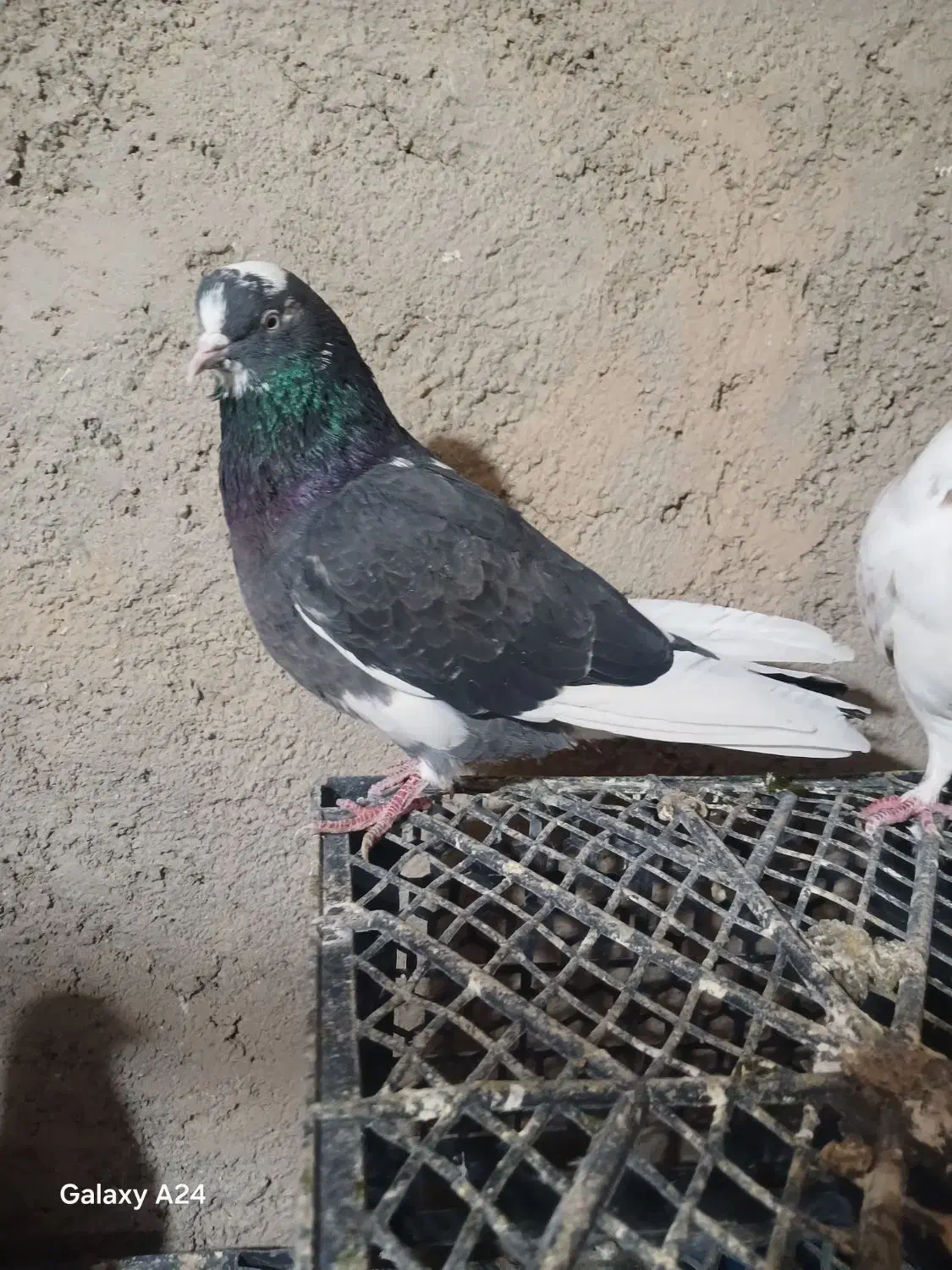 کفترباخت رفته|حیوانات|ملایر, |دیوار