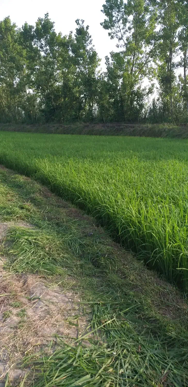 برنج دوباره کشت محلی فریدونکنار|خوردنی و آشامیدنی|فریدون‌کنار, |دیوار