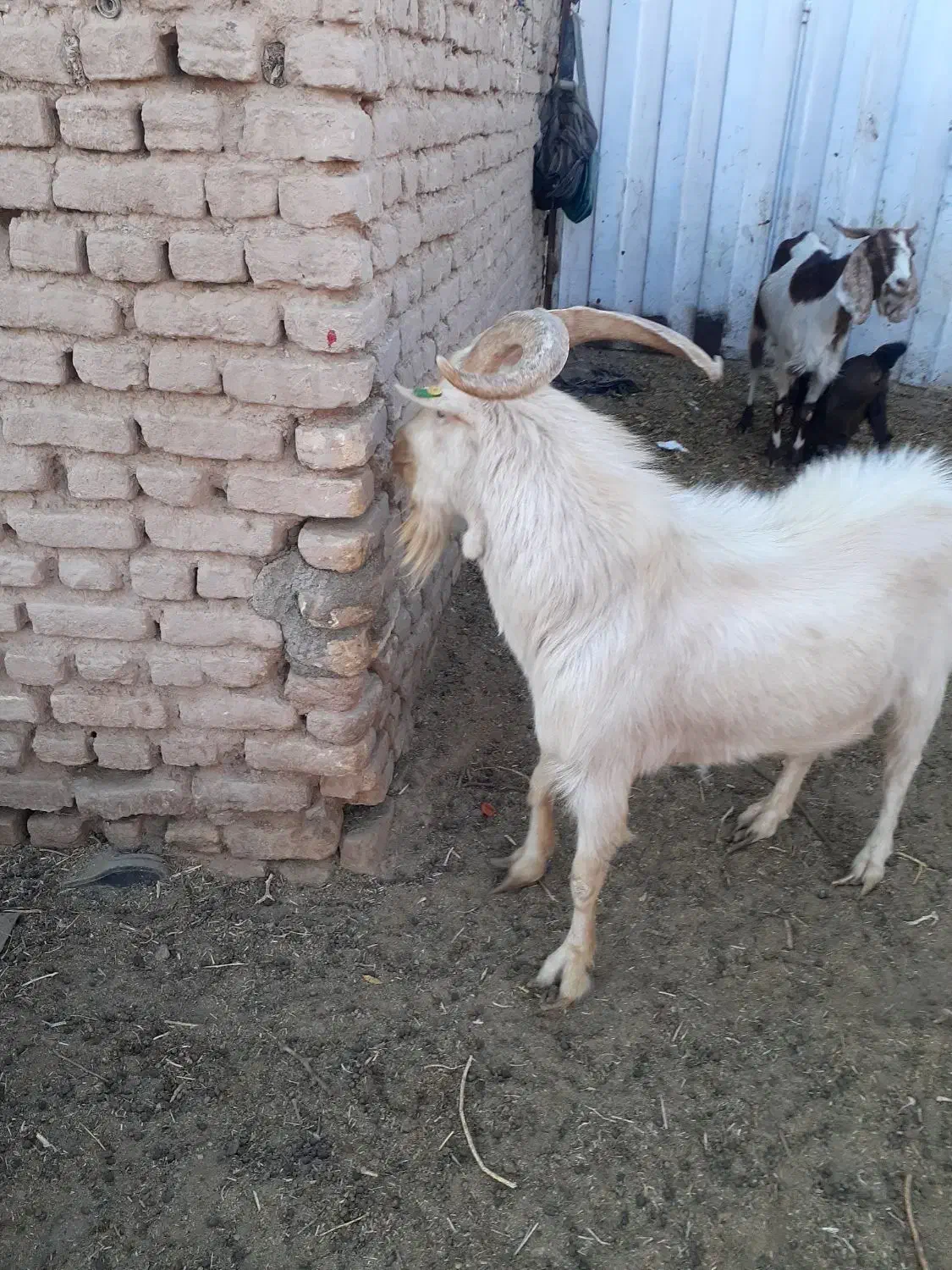 نر بز اصل سانن|حیوانات مزرعه|نیمبلوک, |دیوار