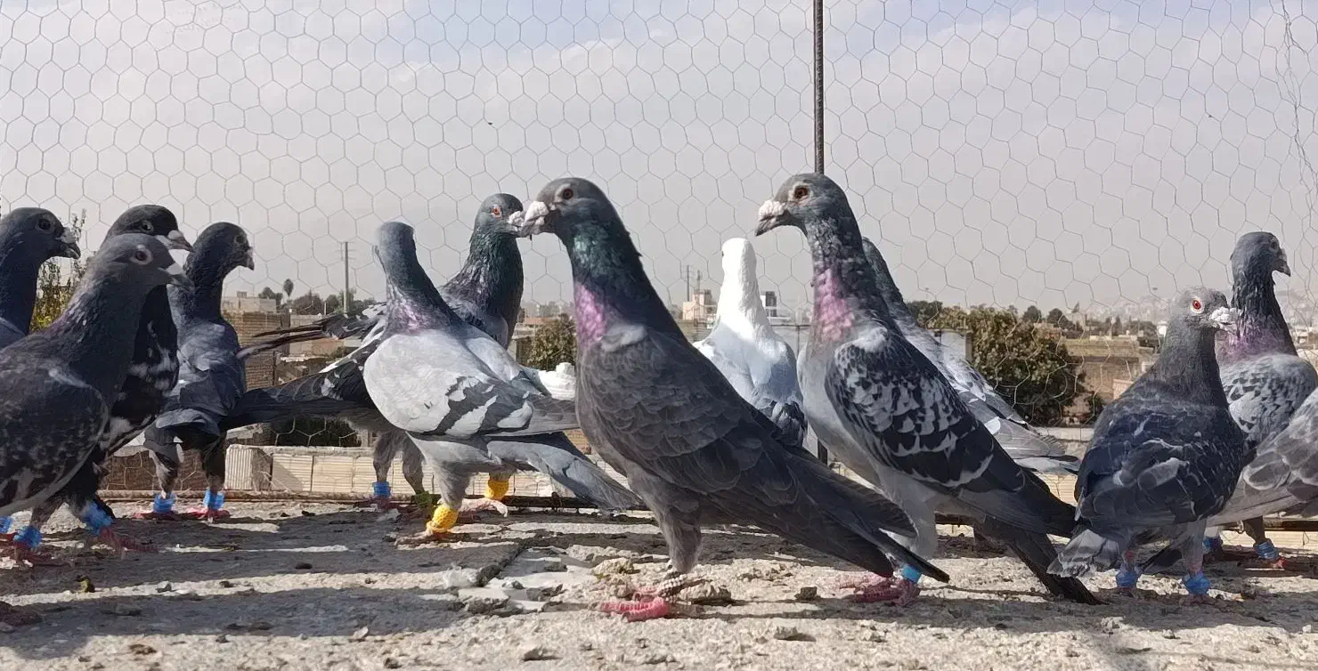 سبزوکوهی ونکی پلاکی|پرنده|شیراز, شیخ علی چوپان|دیوار