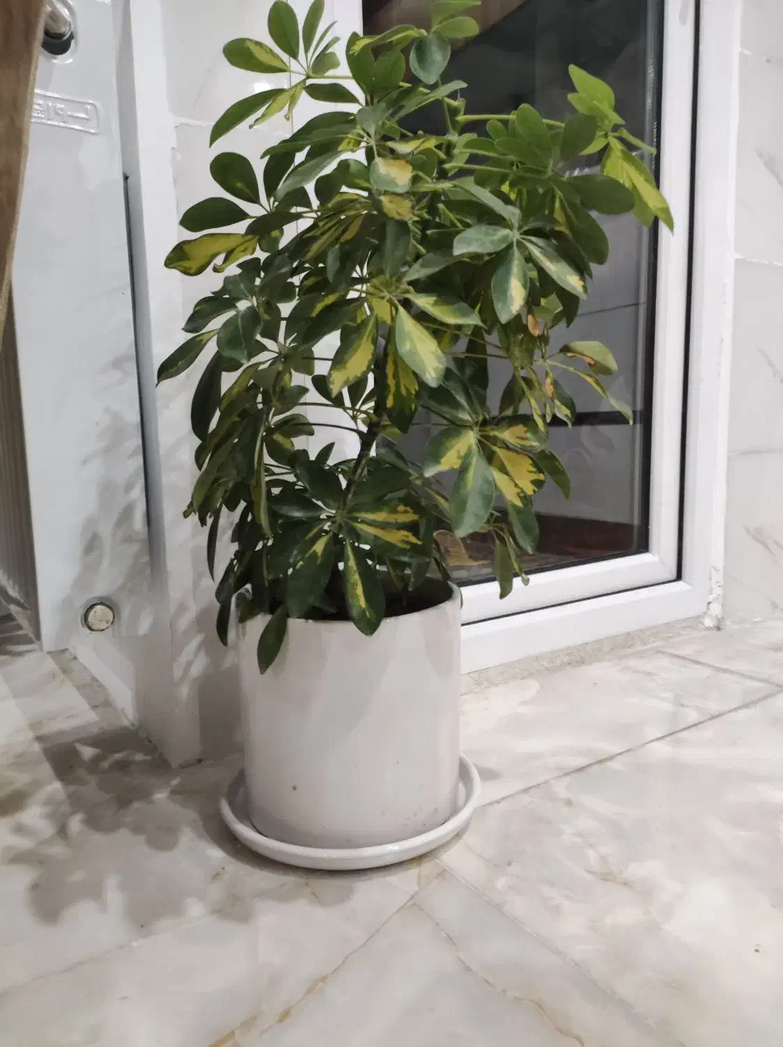 شفلرا ابلق|گل و گیاه طبیعی|قزوین, |دیوار