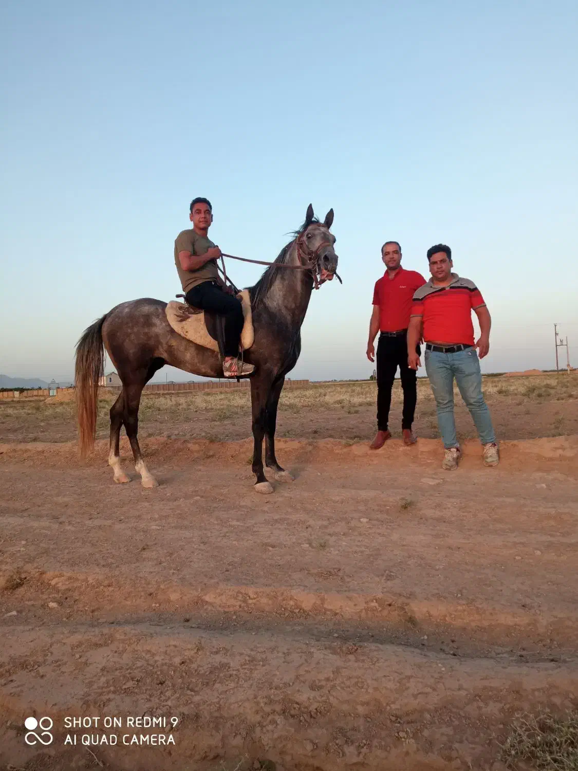 نریان ترکمن و کره نریان ترکمن|اسب و تجهیزات اسبسواری|کاشمر, |دیوار