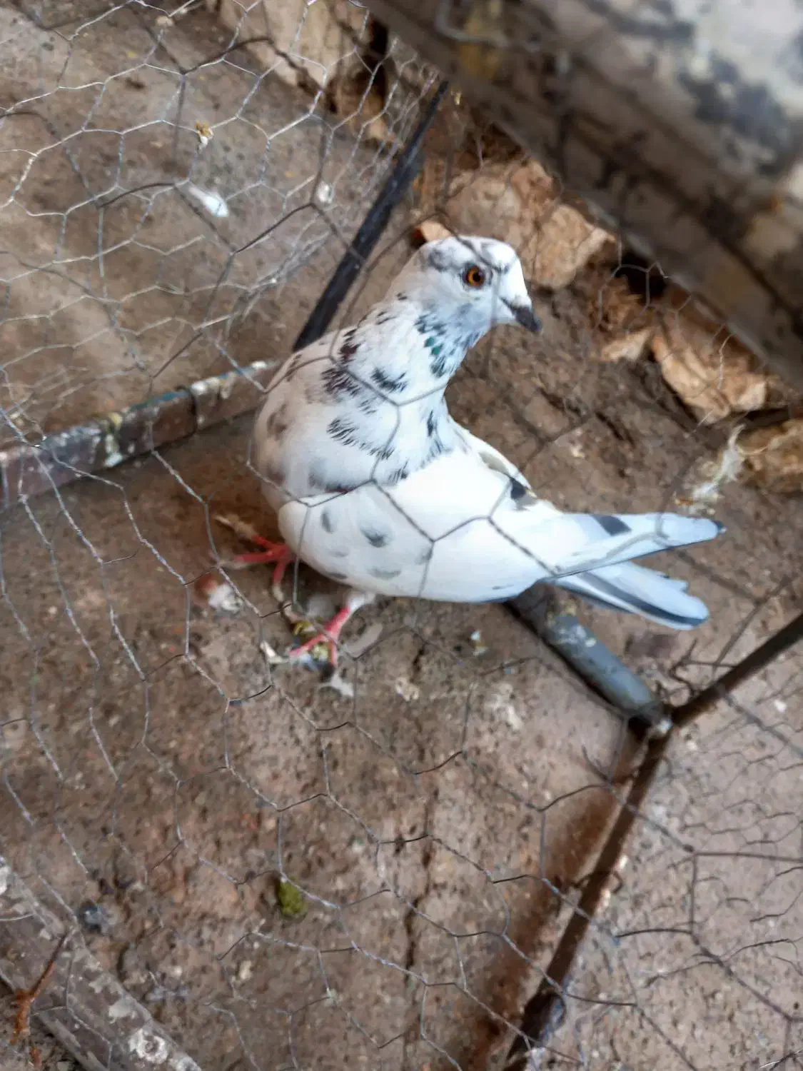 کفتر پرشی|پرنده|خوی, |دیوار