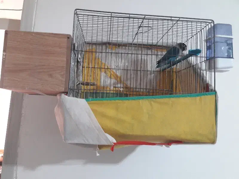 سلام یک جفت طوطی برزیلی ۲عد|پرنده|همدان, |دیوار