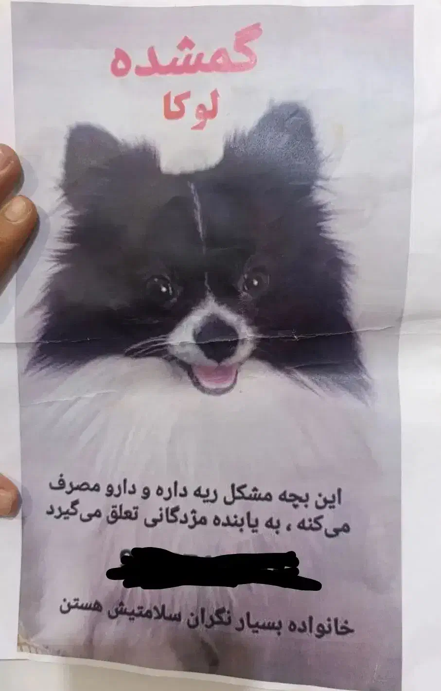 گمشده|حیوانات|بندرعباس, |دیوار