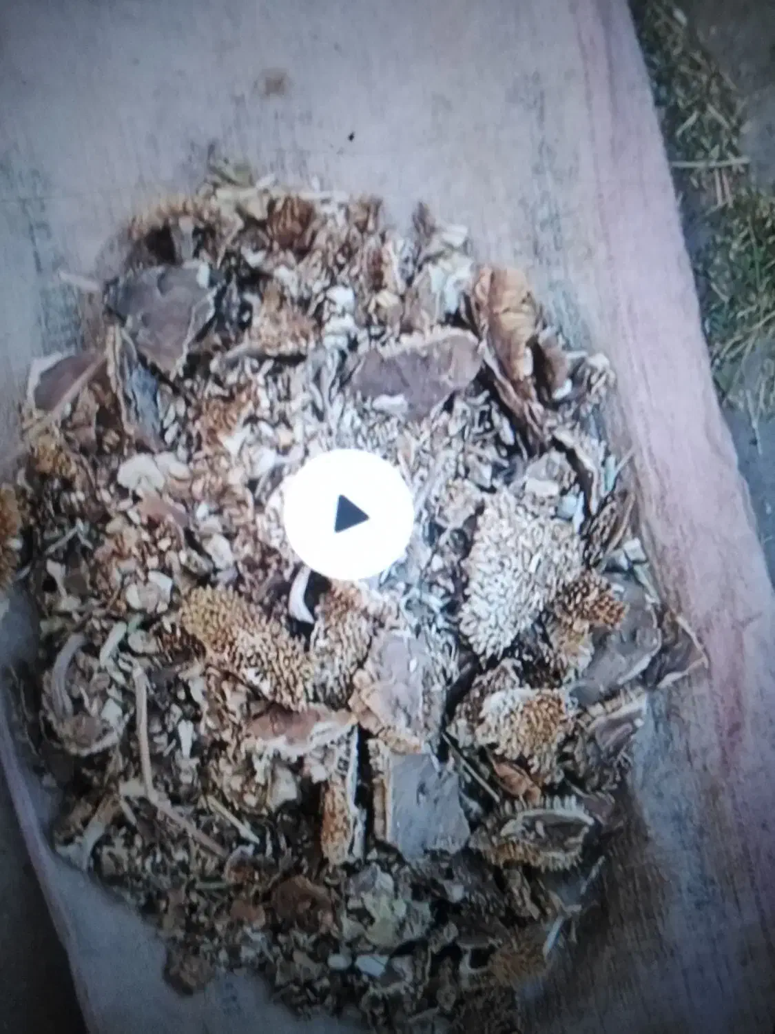 خوراک دام|لوازم جانبی حیوانات|نیشابور, مازول|دیوار