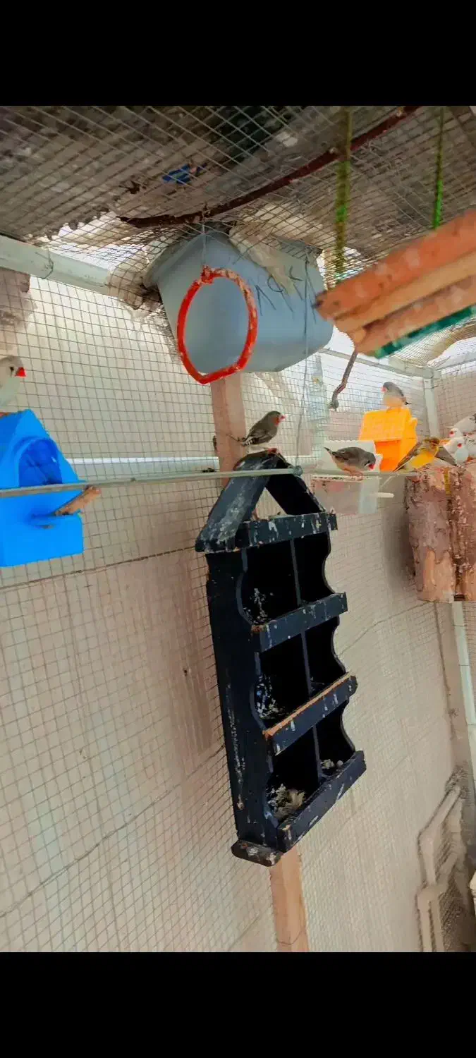 فنچ|پرنده|پارس‌آباد, |دیوار