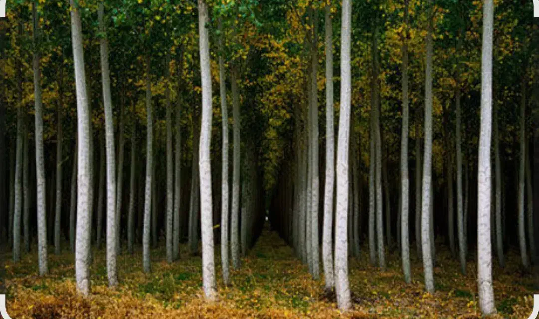 خرید چوب انواع درخت .|خدمات باغبانی و درختکاری|خرم‌آباد, |دیوار