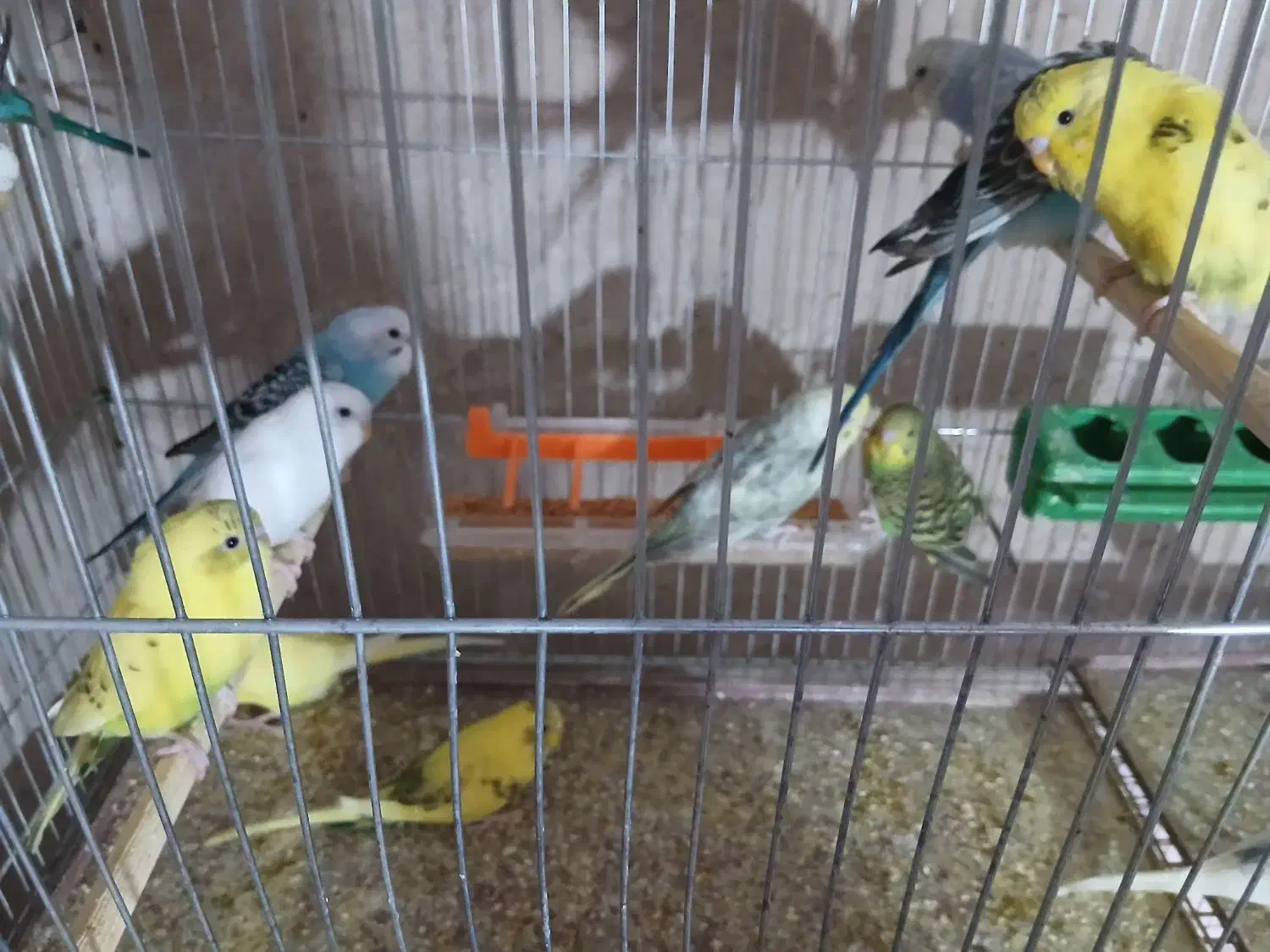 فروش تعدادی جوجه مرغ عشق دو الا سه ماه|پرنده|شهر بابک, |دیوار