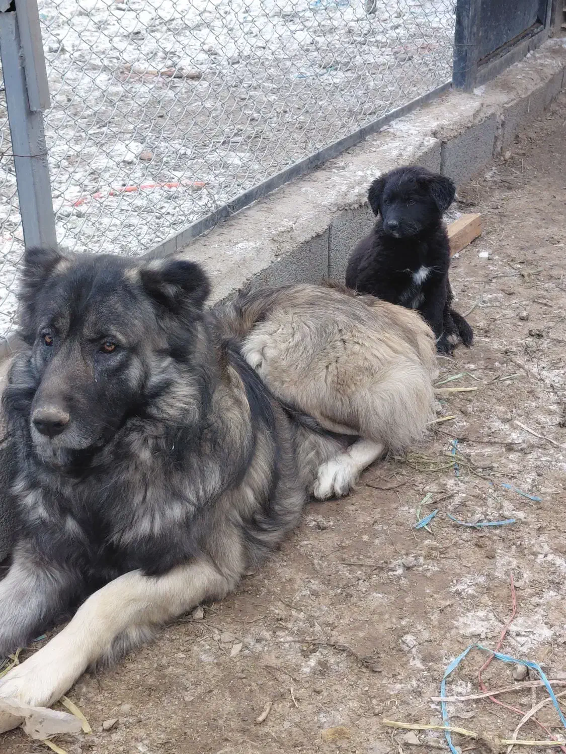 سگ سرابی|سگ|تهران, گلستان (شهرک راه آهن)|دیوار