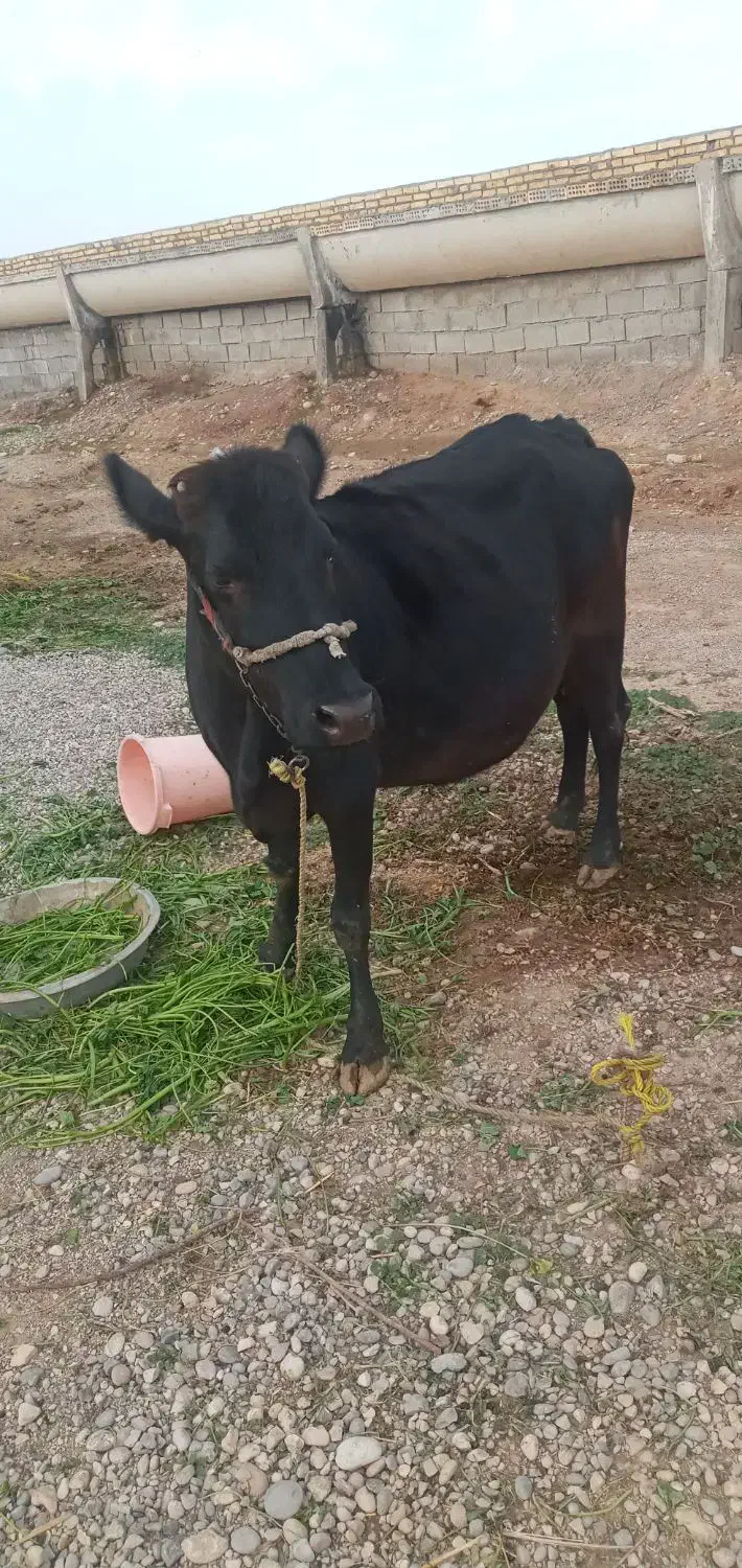 Abass|حیوانات مزرعه|دزفول, |دیوار