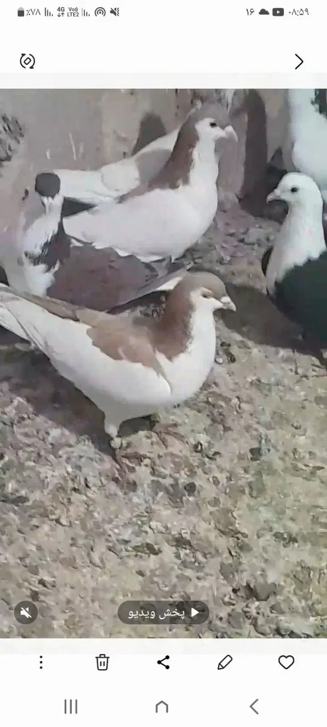 فروش پرنده|پرنده|مه ولات, |دیوار