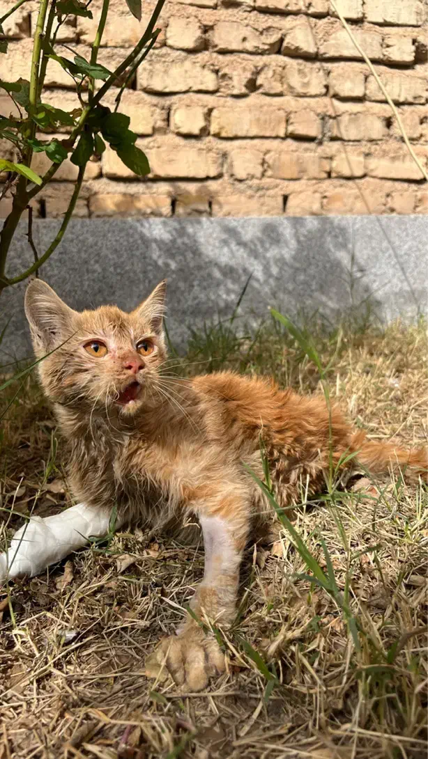 واگذاری گربه|گربه|شیراز, کوشک میدان|دیوار