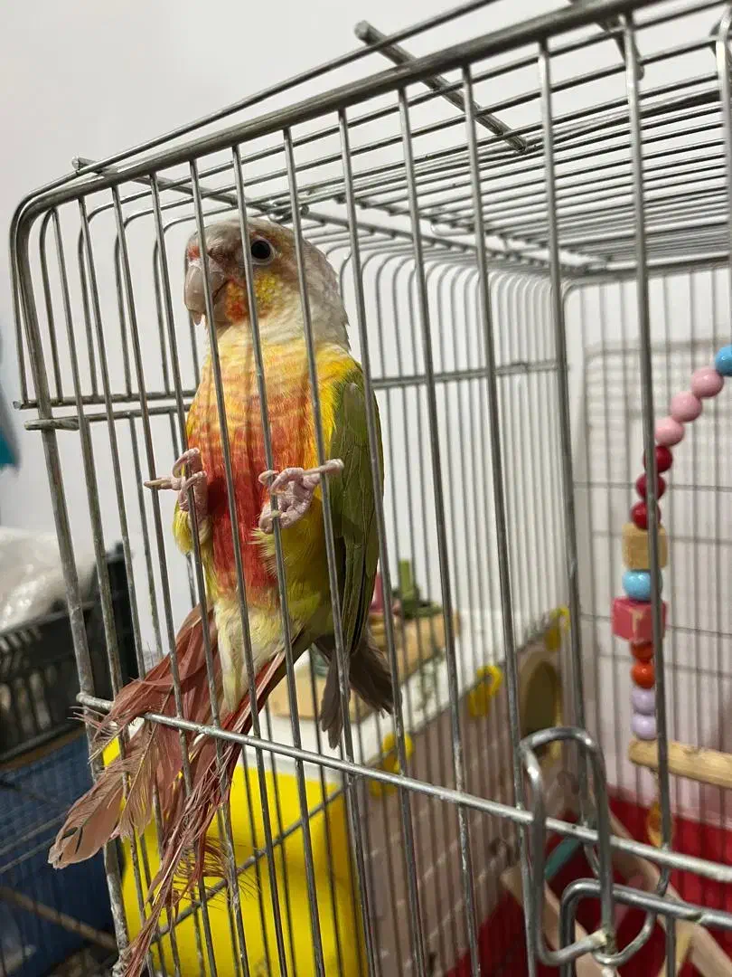 طوطی گرینچیک|پرنده|زنجان, |دیوار