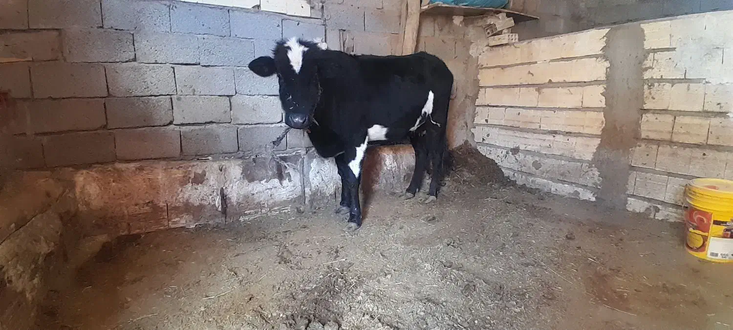 یک عدد گاو شیری با گوساله نر|حیوانات مزرعه|خواجه, |دیوار