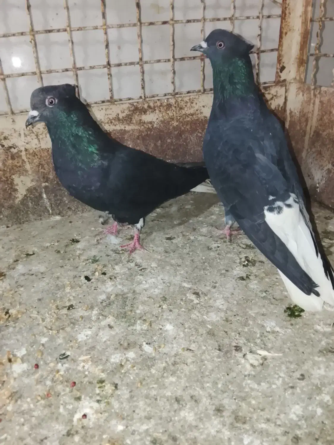 ادرس الوند|پرنده|الوند, |دیوار