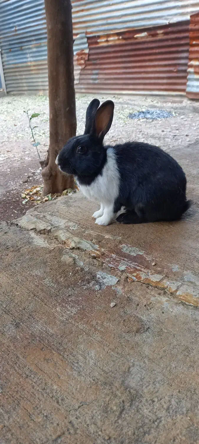 خرگوش زیبا و سالم|موش و خرگوش|آبدانان, |دیوار