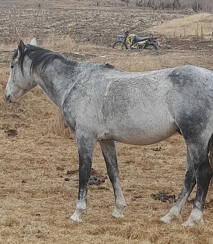 اسب کرد نریان|اسب و تجهیزات اسب‌سواری|دماوند, دماوند|دیوار