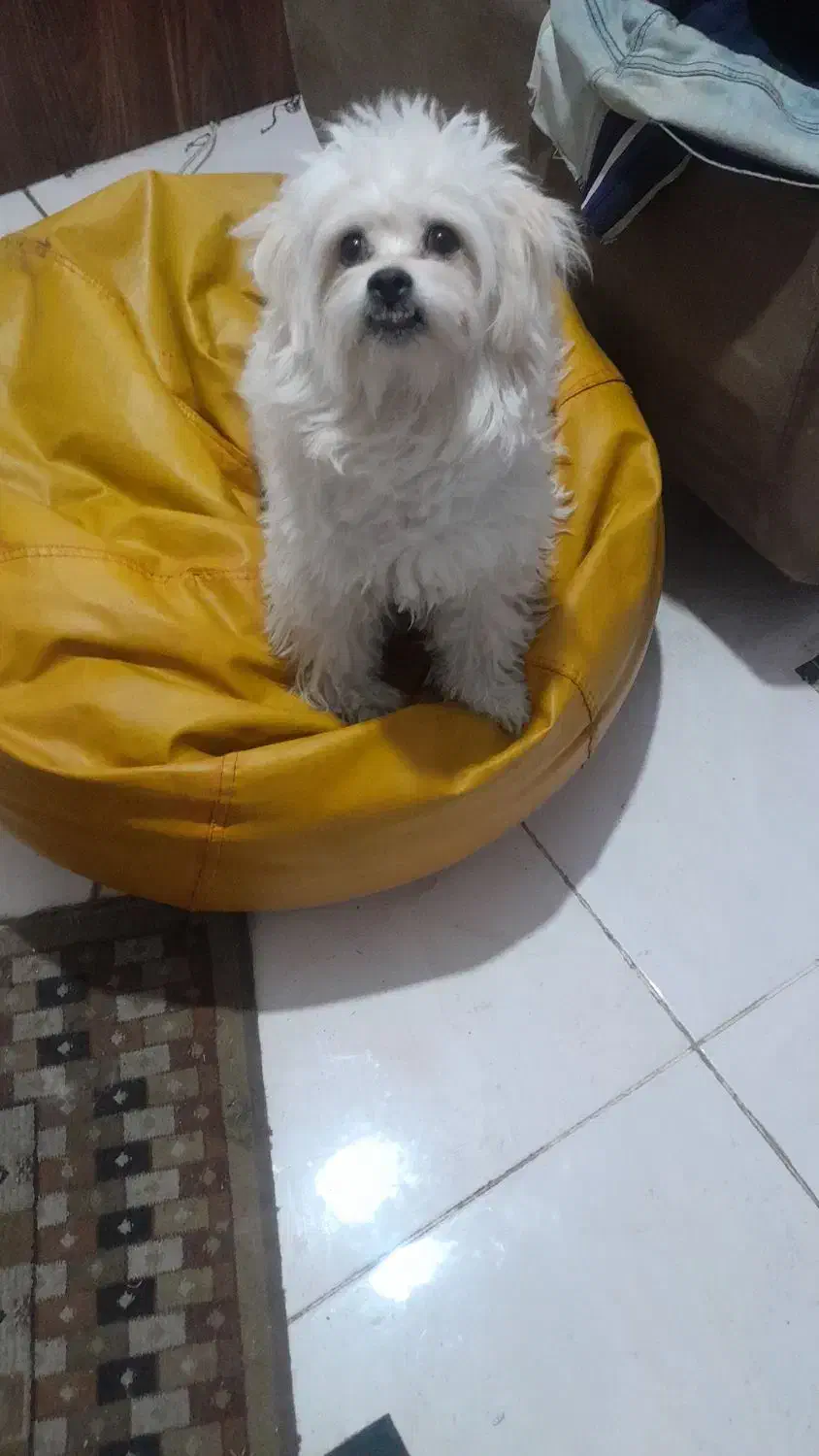 سگ نره مالتیز ترییر(چیکو)|سگ|تهران, ارامنه|دیوار