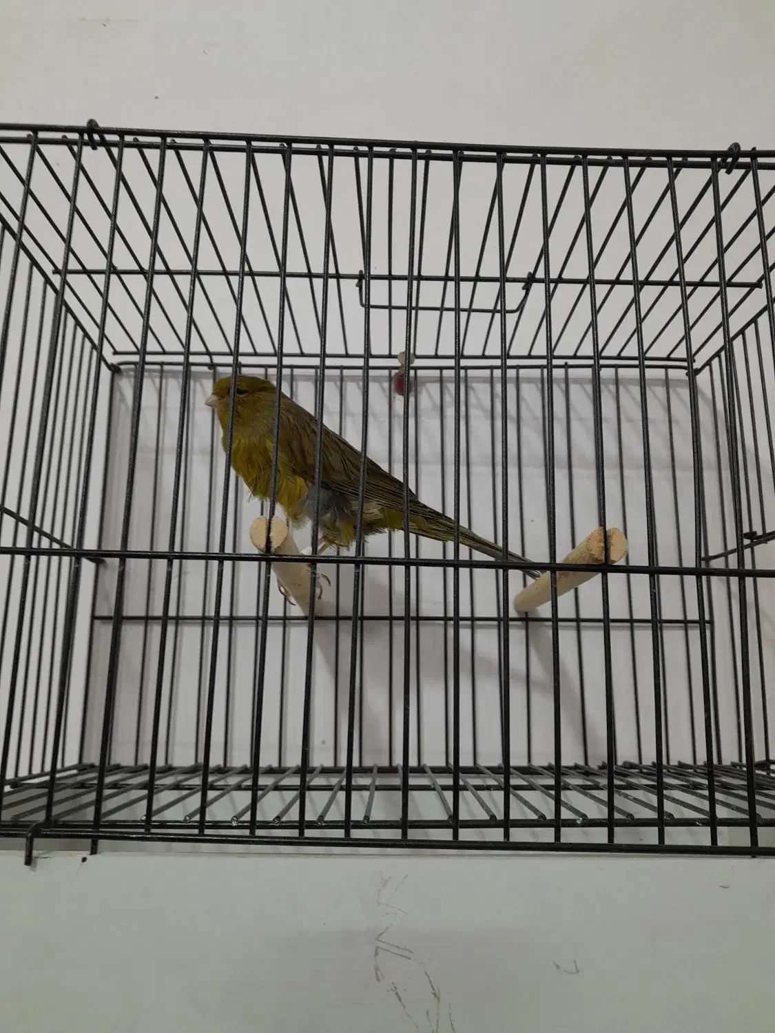 قناری رسمی بلند|پرنده|مشهد, منزل آباد|دیوار