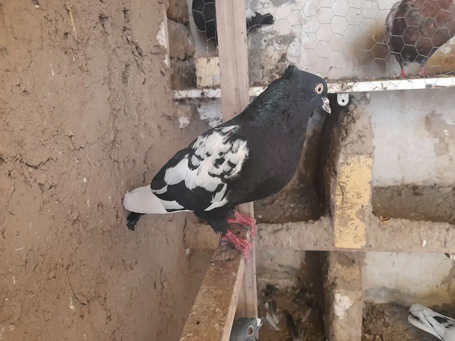 کفتر رنگه|پرنده|گلبهار, نوبهار|دیوار