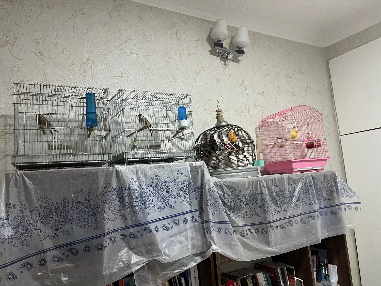 سهره و قناری|پرنده|سیرجان, |دیوار