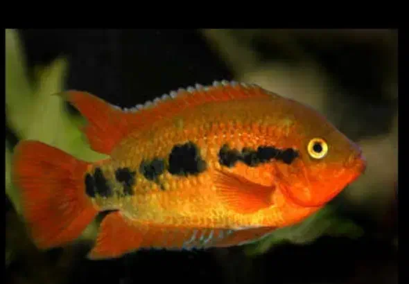 ماهی جفت فول افرا|ماهی|بجنورد, |دیوار