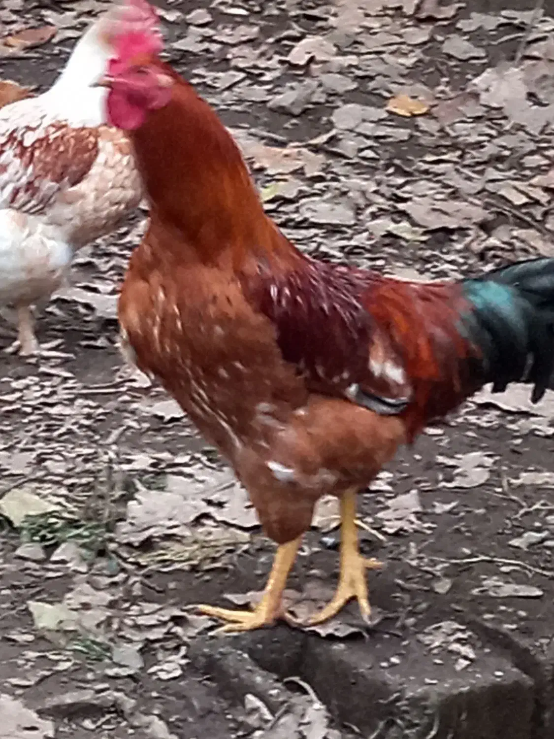 تعداد ۲عدد خروس  محلی دونه ای ۷۵۰ هزار|حیوانات مزرعه|لوندویل, |دیوار