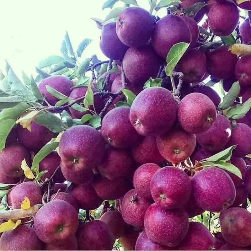 نهالستان ارقام اقتصادی میوه وگردو های پربار پالیز|خدمات باغبانی و درختکاری|سرخه, |دیوار