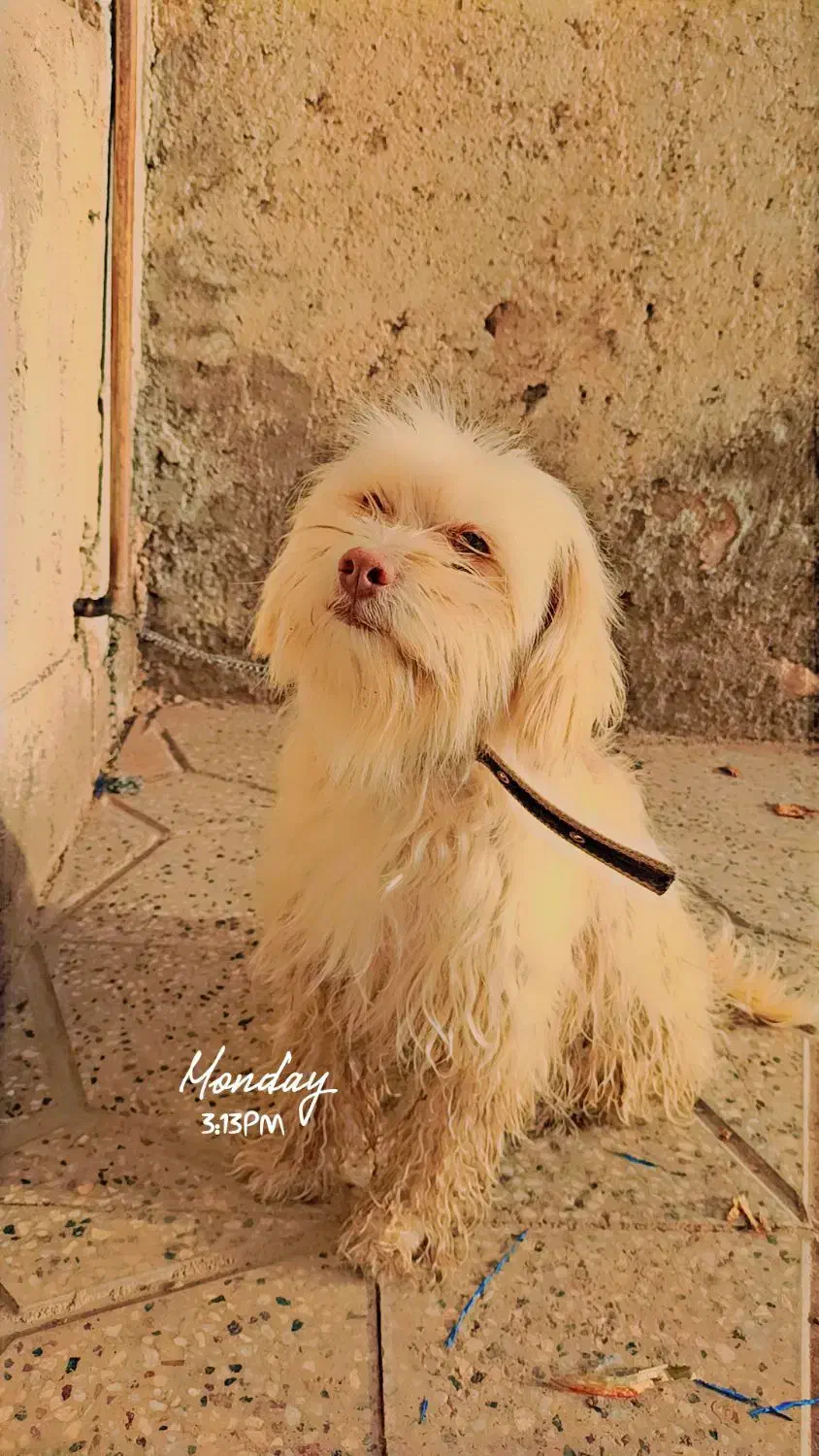 سگ.|سگ|خواف, |دیوار