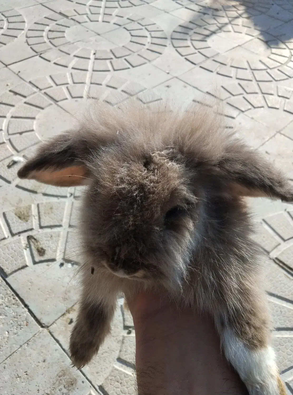 خرگوش لپ|موش و خرگوش|فسا, |دیوار