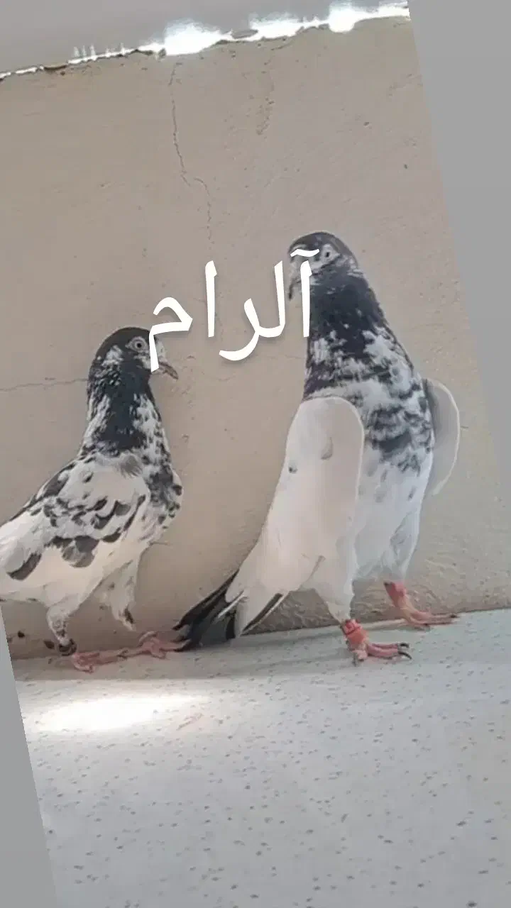 کبوتر|پرنده|اهر, |دیوار