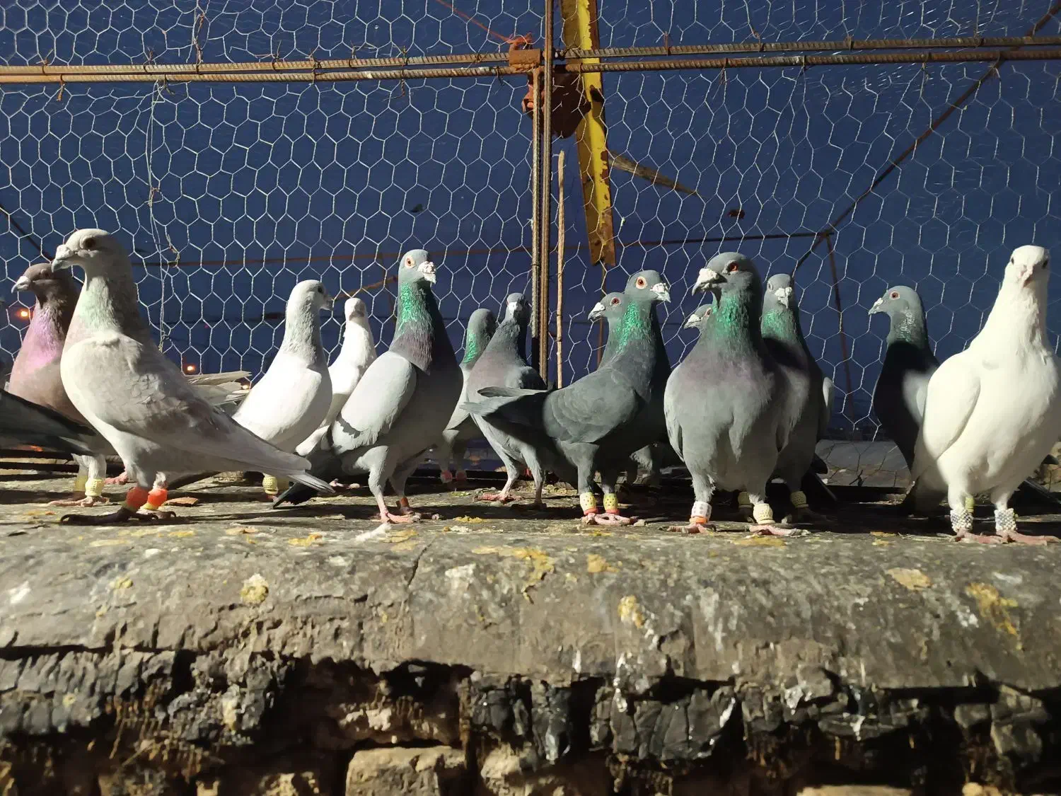 کبوتر پروندنی|پرنده|ششده و قره بلاغ, |دیوار