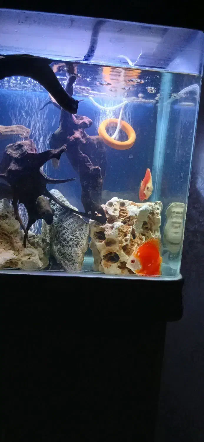 اکواریوم ماهیران کامل|ماهی|وحیدیه, |دیوار