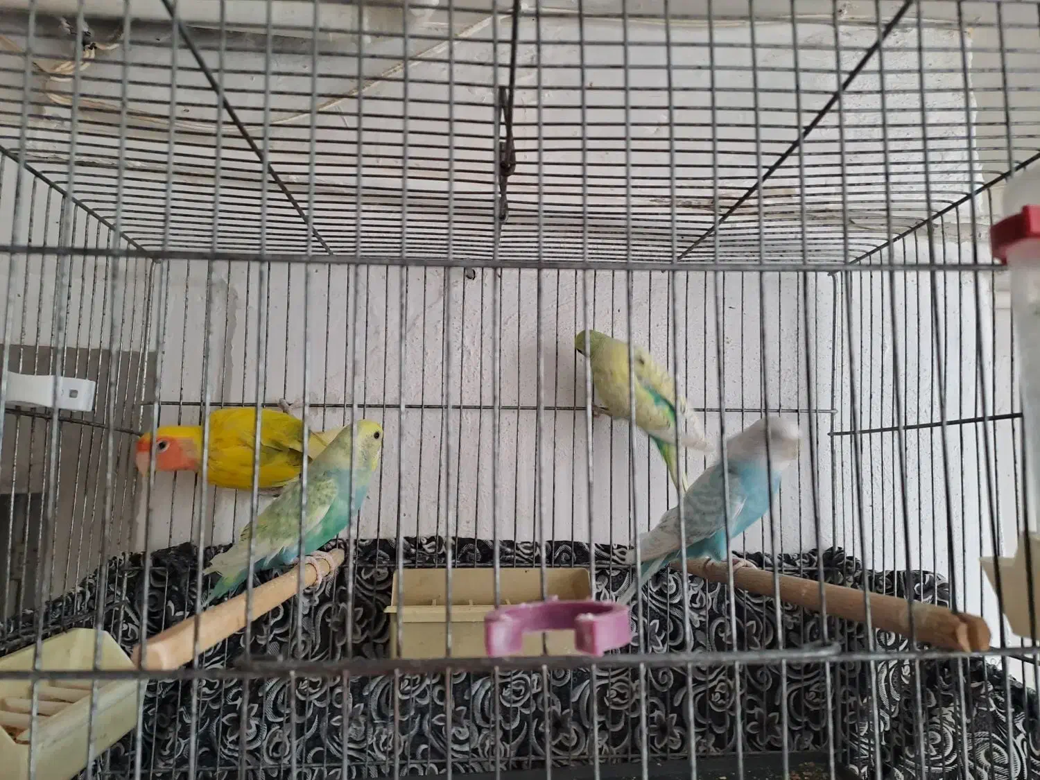 مرغ عشق رنگین کمانی|پرنده|قم, الوندیه و گذر صادق|دیوار