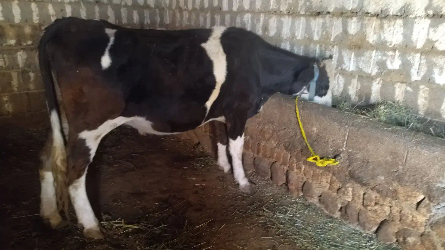 گاو سمینتال ۷ ماه آبستن با برگه تلقین|حیوانات مزرعه|سیلوانه, |دیوار