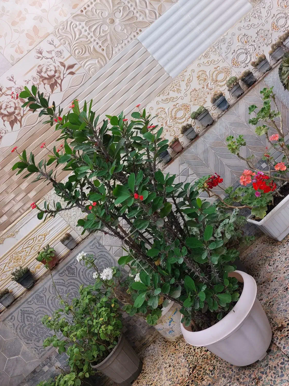 فروش انواع گل .مریدان|گل و گیاه طبیعی|کومله, |دیوار