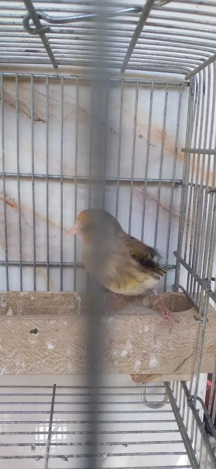 سهره قناری مست مست|پرنده|شیراز, شیخ علی چوپان|دیوار