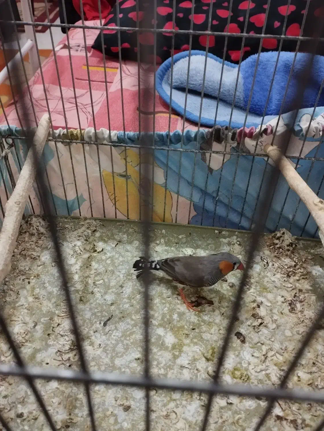 فنچ نر|پرنده|سبزوار, سجاد|دیوار