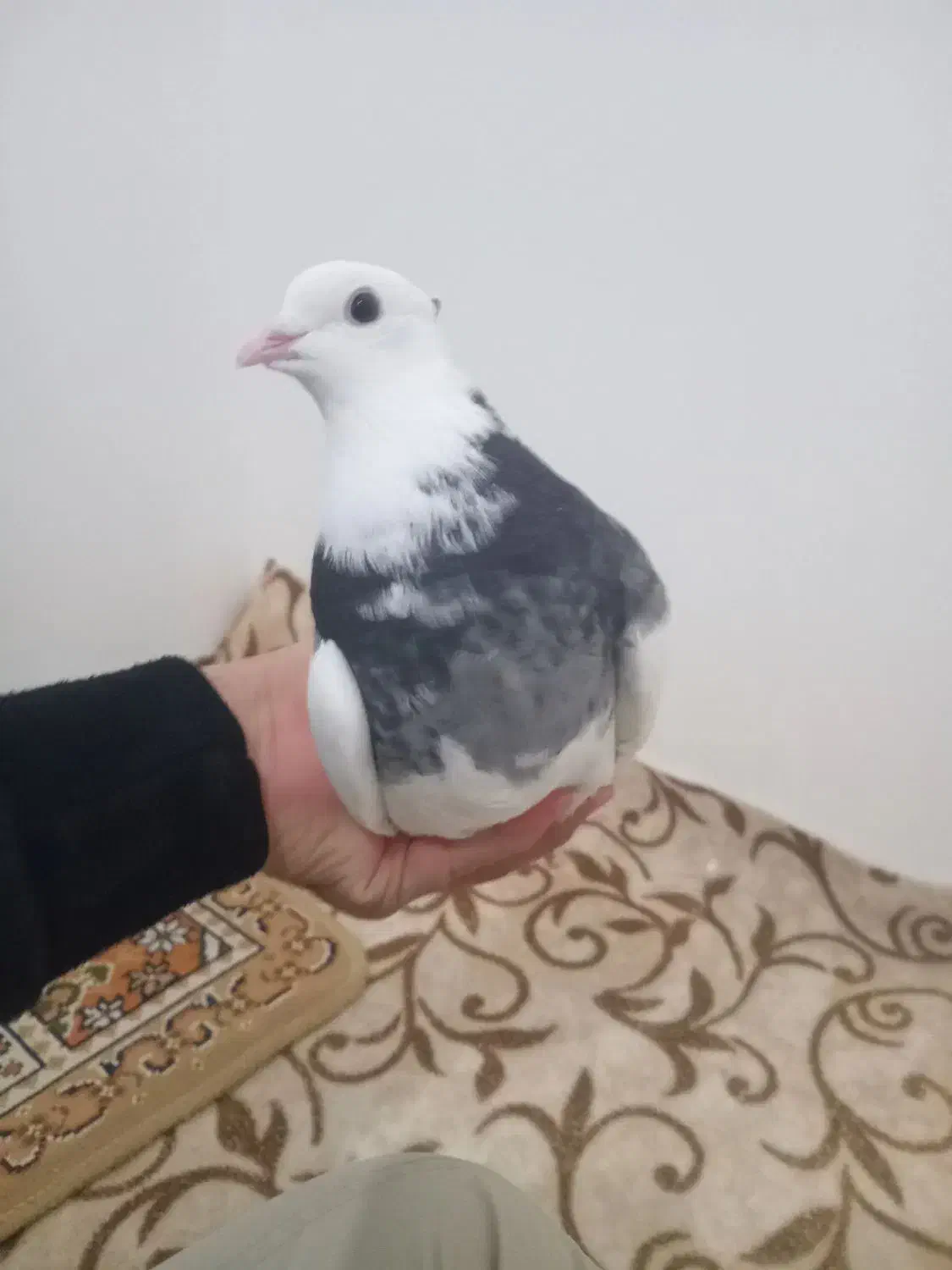 کبوتر طوقی|پرنده|نقده, |دیوار