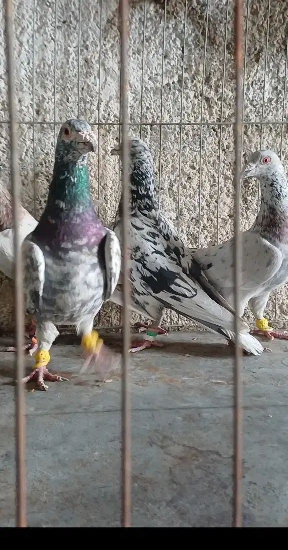 دوکت پلاکی کاکولی ، میولمنز، خوشرنگ ، سرور ، شامی|پرنده|مبارکه, |دیوار