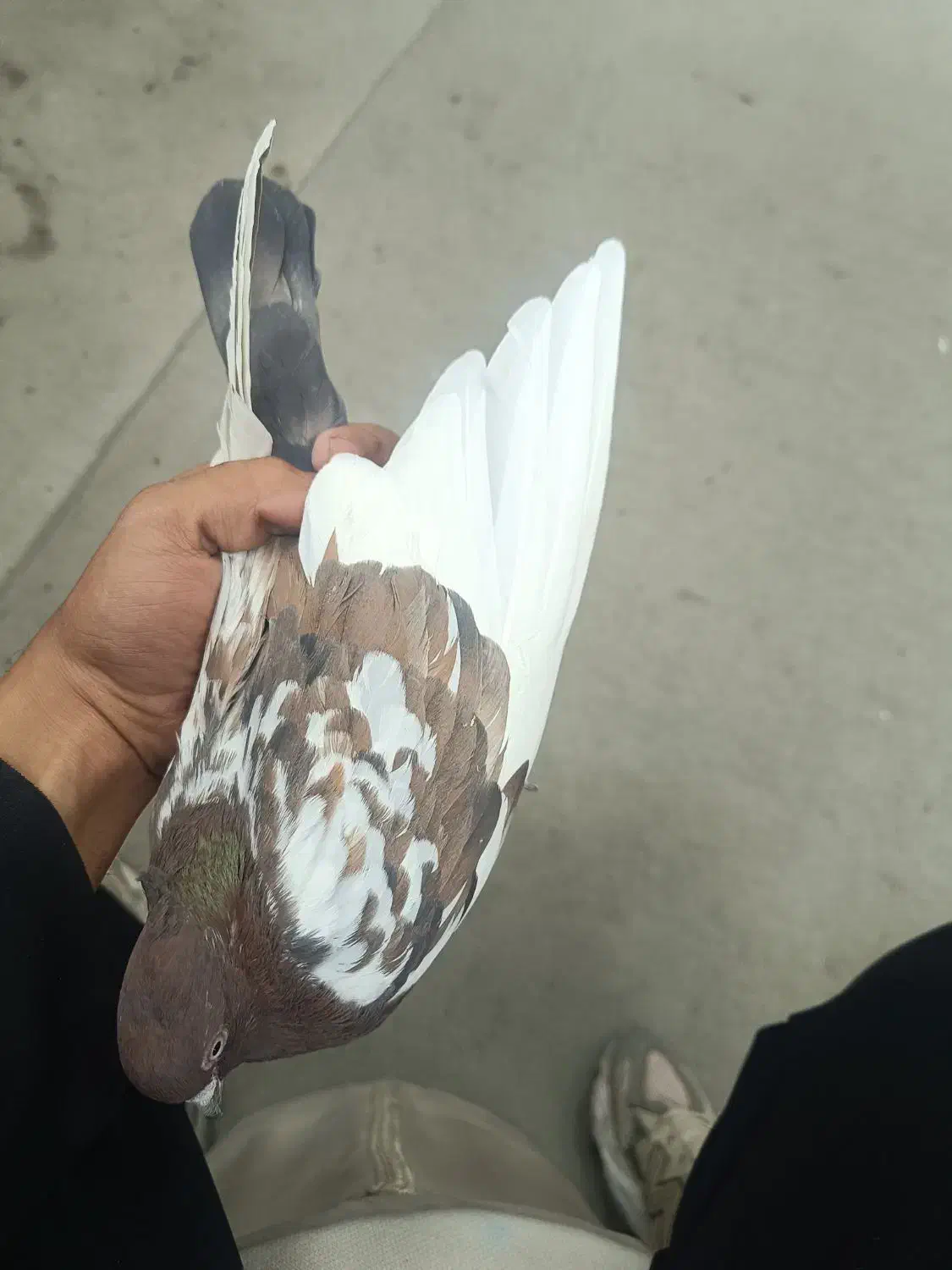 ۶ عدد کبوتر به قیمت مناسب|پرنده|ارومیه, |دیوار