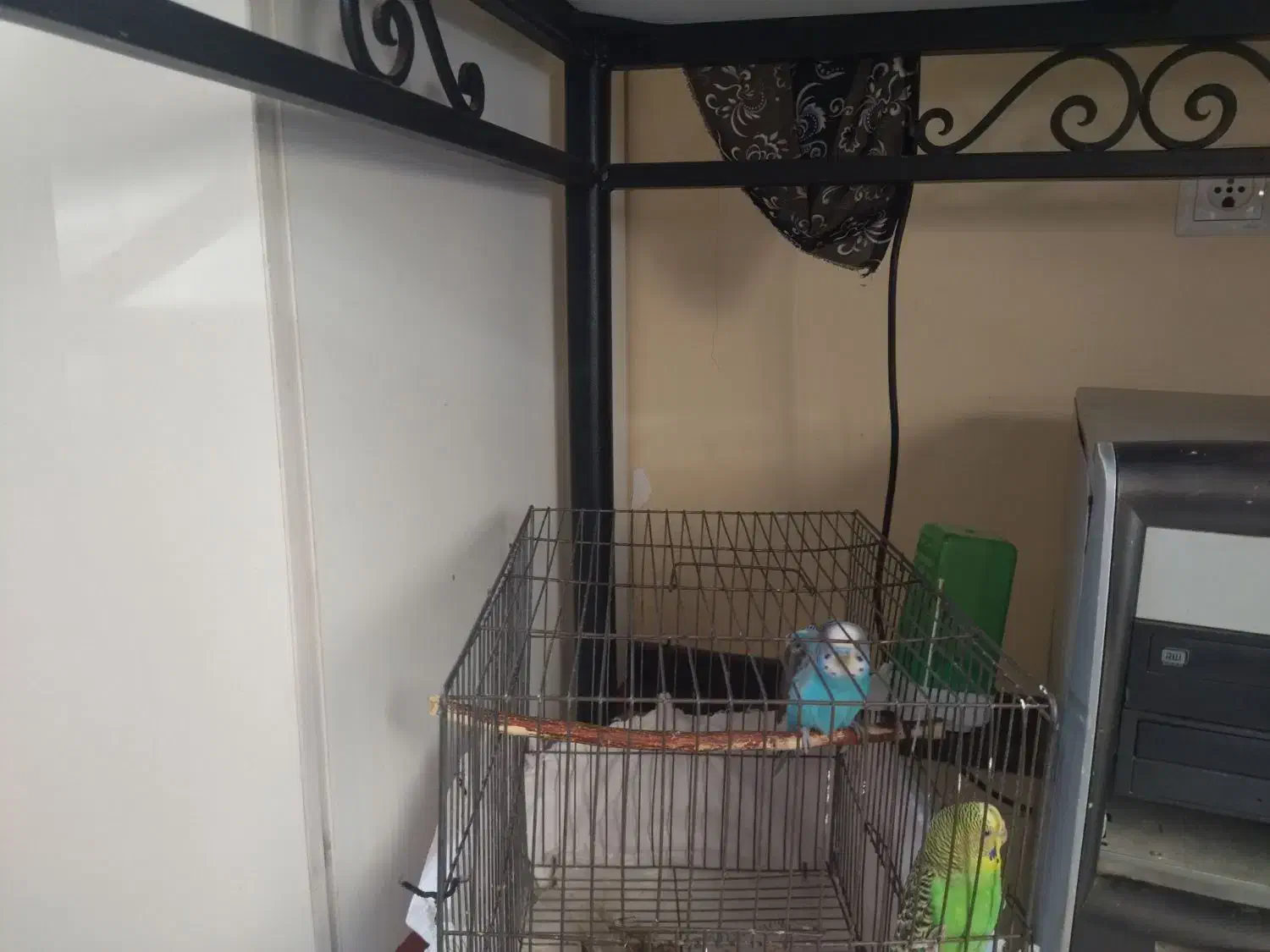 مرغ عشق|پرنده|قم, مسجد امام حسن|دیوار